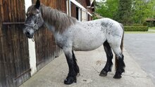 Cavallo BFB hoefschoenen